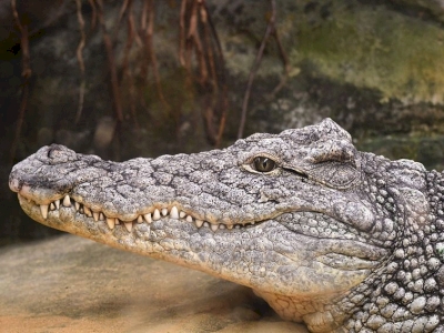 La Ferme aux Crocodiles La Ferme aux Crocodiles