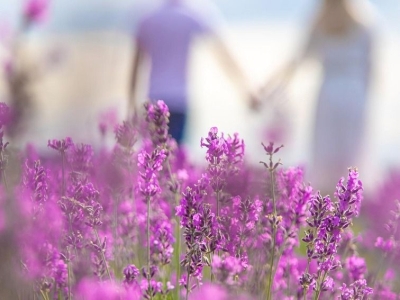 Lorem ipsum dolor sit amet, consectetur adipiscing elit. Vivamus a ull